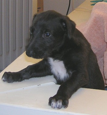 Deerhound puppy