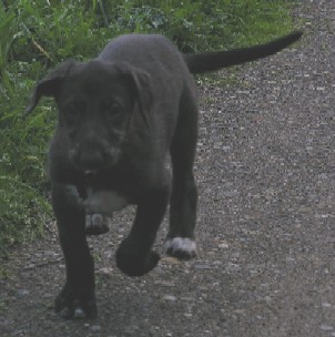 Pup Trot