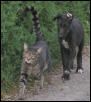 Puppy and Cat Out for a Walk