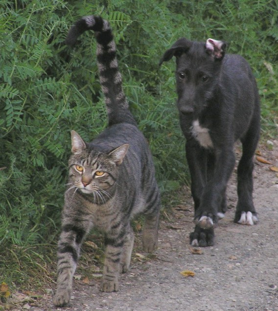 Puppy and Cat Out for a Walk