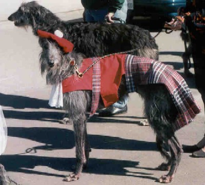 Scottish Lassie