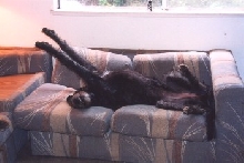 Couch potato