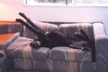 Couch potato