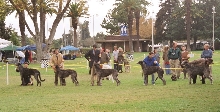 Deerhounds in the Ring