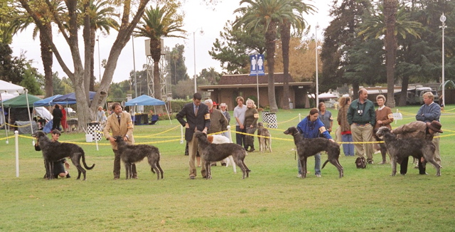 Deerhounds in the Ring