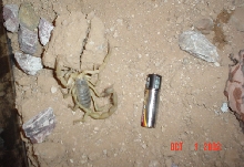 My AZ desert hairy