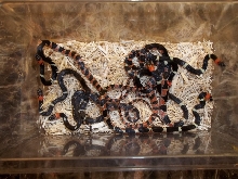 Oxyrhopus rhombifer