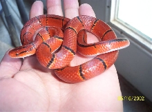 yealing latacicta