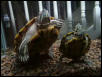 Koot turtles sleeping!