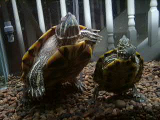 Koot turtles sleeping!