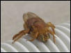 Beautiful Bee
