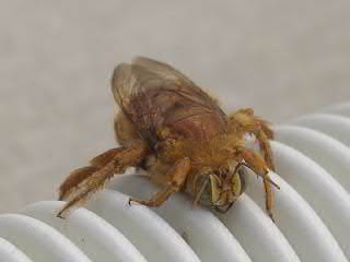 Beautiful Bee