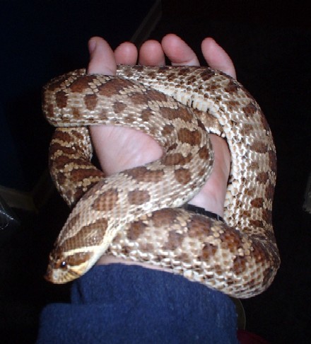 Female hog nose