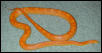 Male
