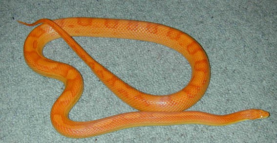 Male