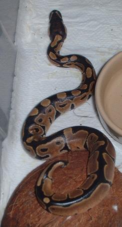 my hatched