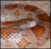 Female corn closeup
