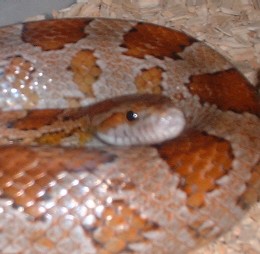Female corn closeup