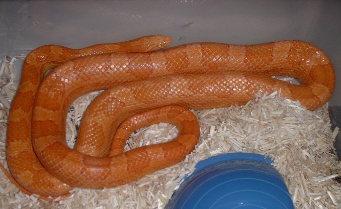 female