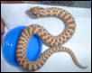 male hoggie hatchling