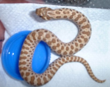 male hoggie hatchling