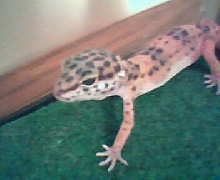 Lego the Gecko
