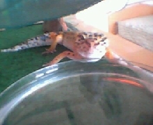 Saying Hi