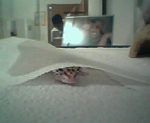 Lego Hiding
