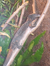 beccari