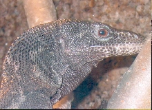 beccari
