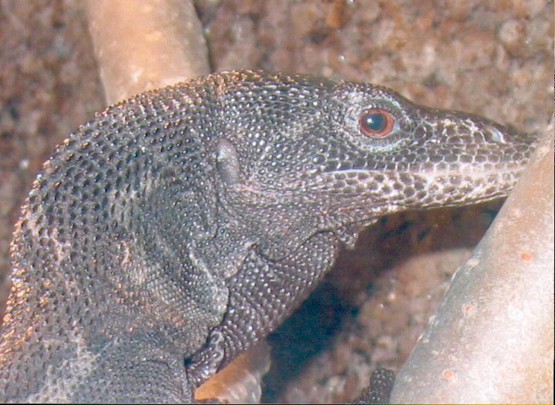 beccari
