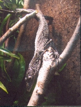 beccari