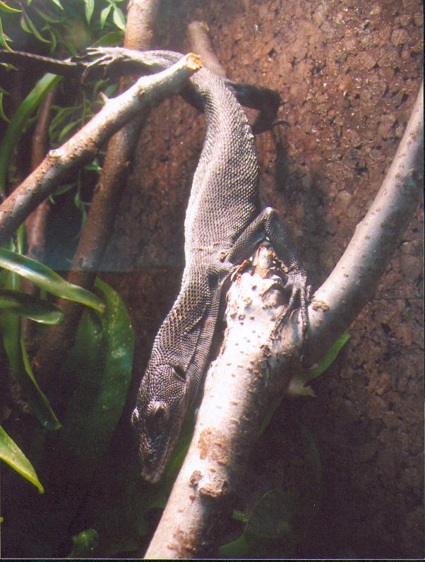 beccari
