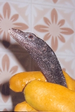 beccari