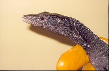 beccari