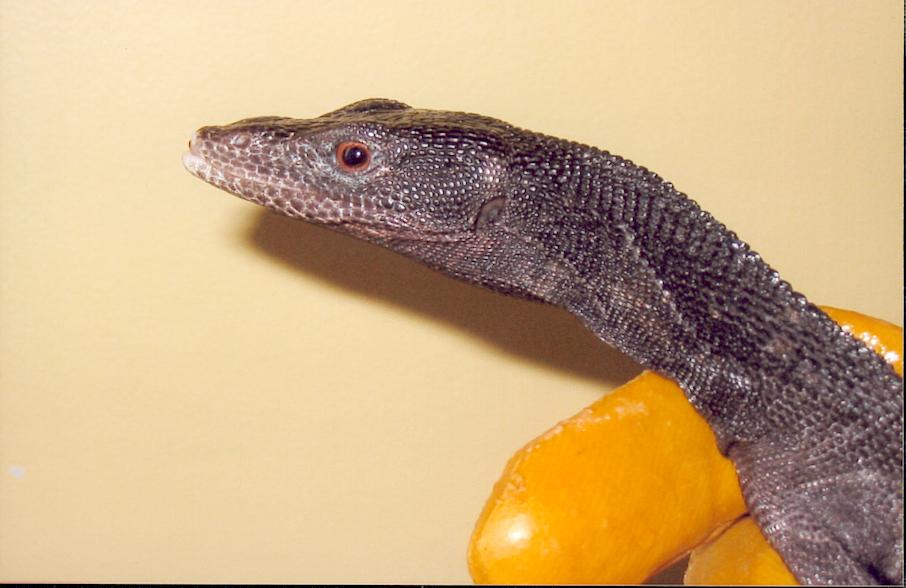 beccari