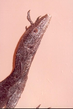 beccari