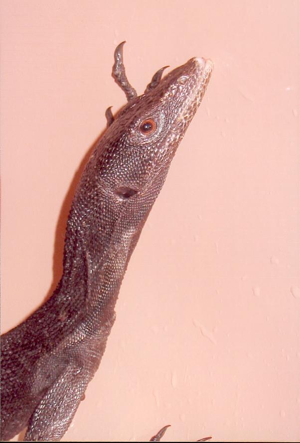 beccari