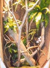 tree monitor cage