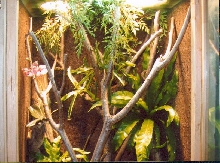 tree monitor cage