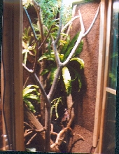 tree monitor cage