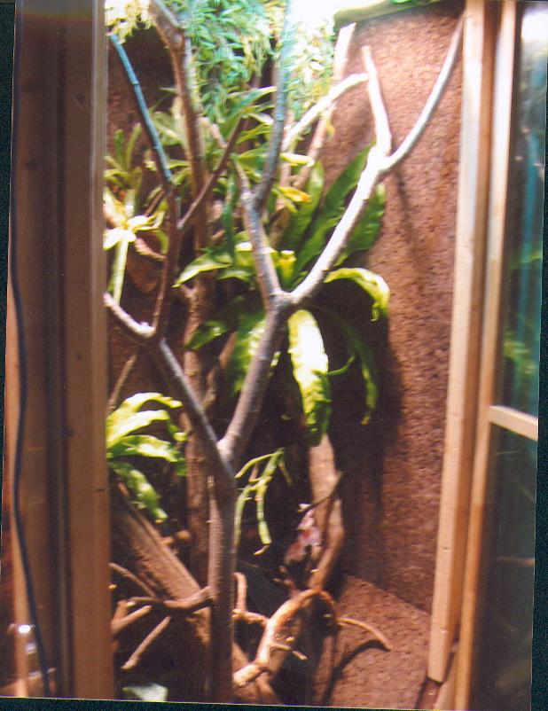 tree monitor cage