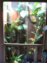 black tree monitor cage