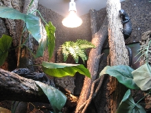 beccarii