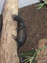 female beccarii