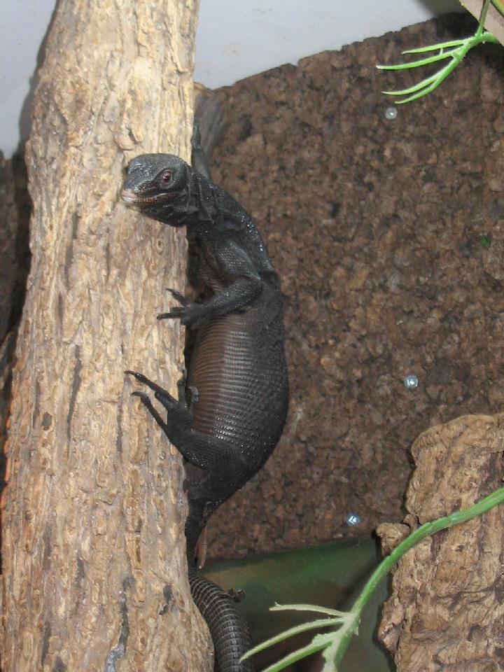 female beccarii
