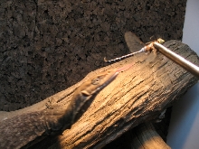 tristis