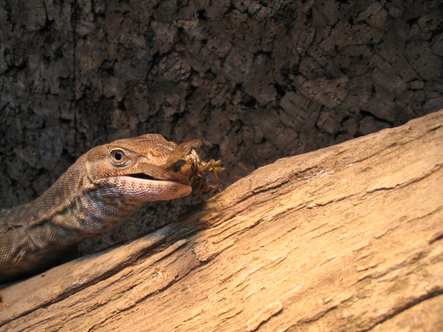 tristis