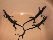 trio