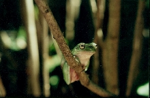 white's tree frog